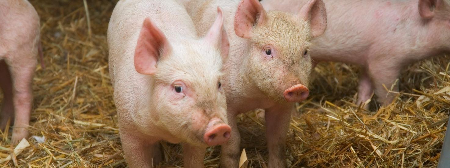 Aanbod varkensrechten